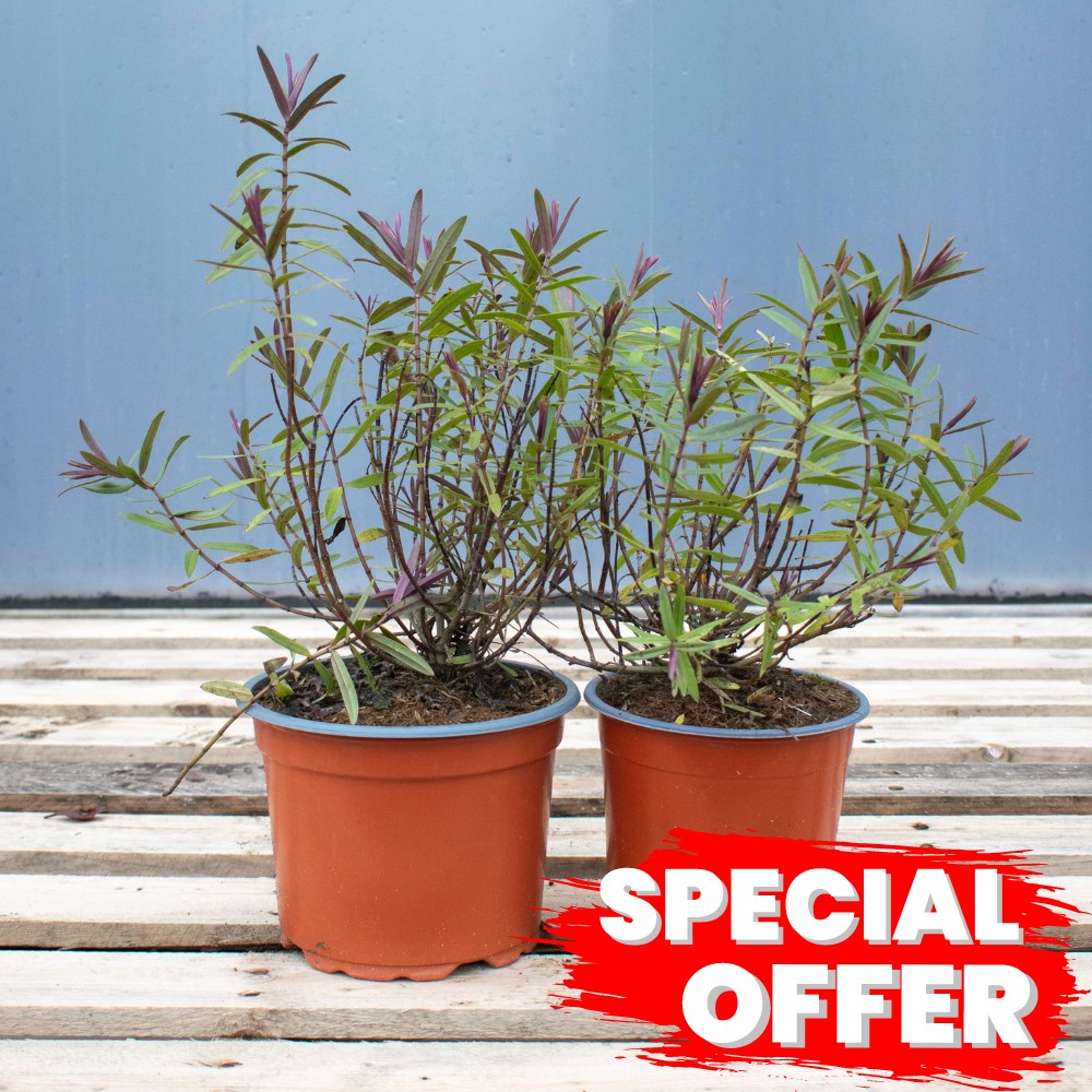 Hebe Mrs Winder 20/30cm Pot Grown (Hebe Warleyensis)