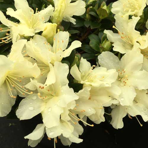 Rhododendron Golden Torch
