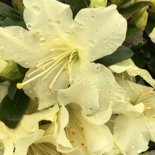 Rhododendron Golden Torch