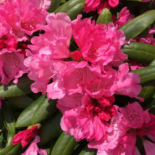 Rhododendron Hachmanns Charmant