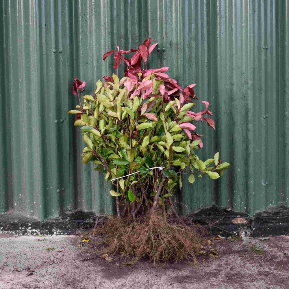 Photinia Red Robin 40/60cm Bare Root (Photinia x fraseri 'Red Robin')