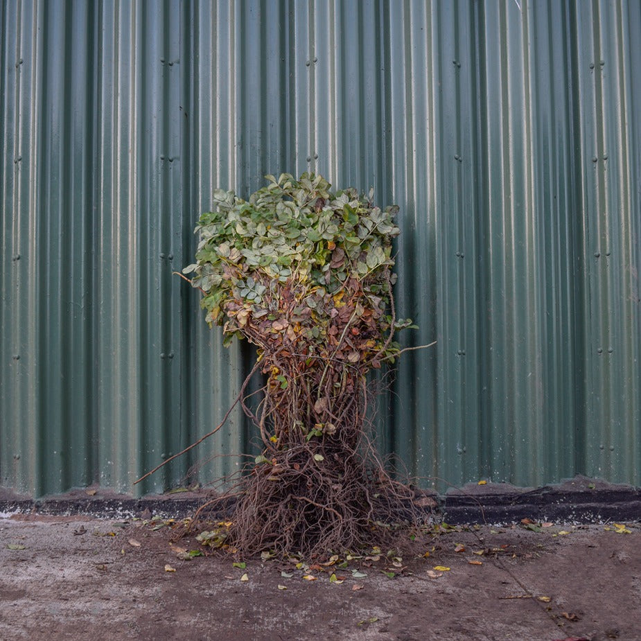 White Ramanus Rose 40/60cm Bare Root (Rosa rugosa 'Alba')