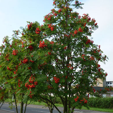 Sorbus aucuparia Rowan Tree Pot