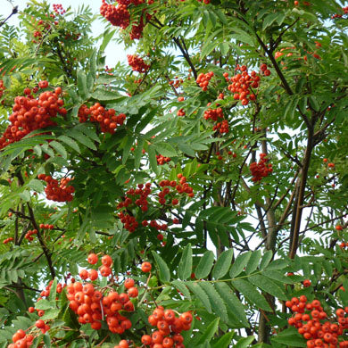 Sorbus aucuparia Rowan Tree Pot