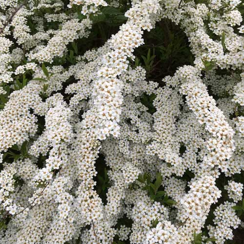 Spiraea Arguta Bridal Wreath