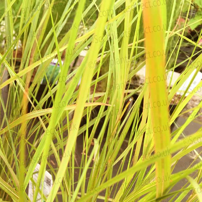 Ornamental Grass Stipa Arundinacea