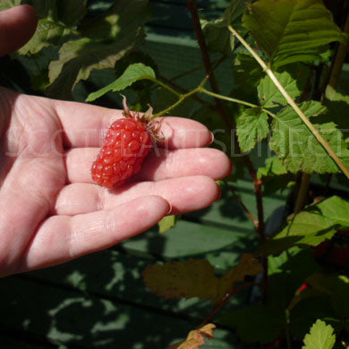 Pot Grown Scottish Tayberry Rubus fruticosus