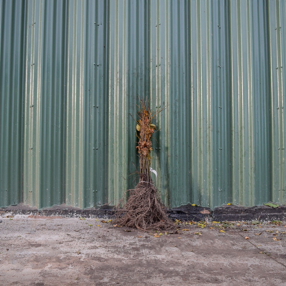 Small-Leaved Lime 60/80cm Bare Root (Tilia cordata)