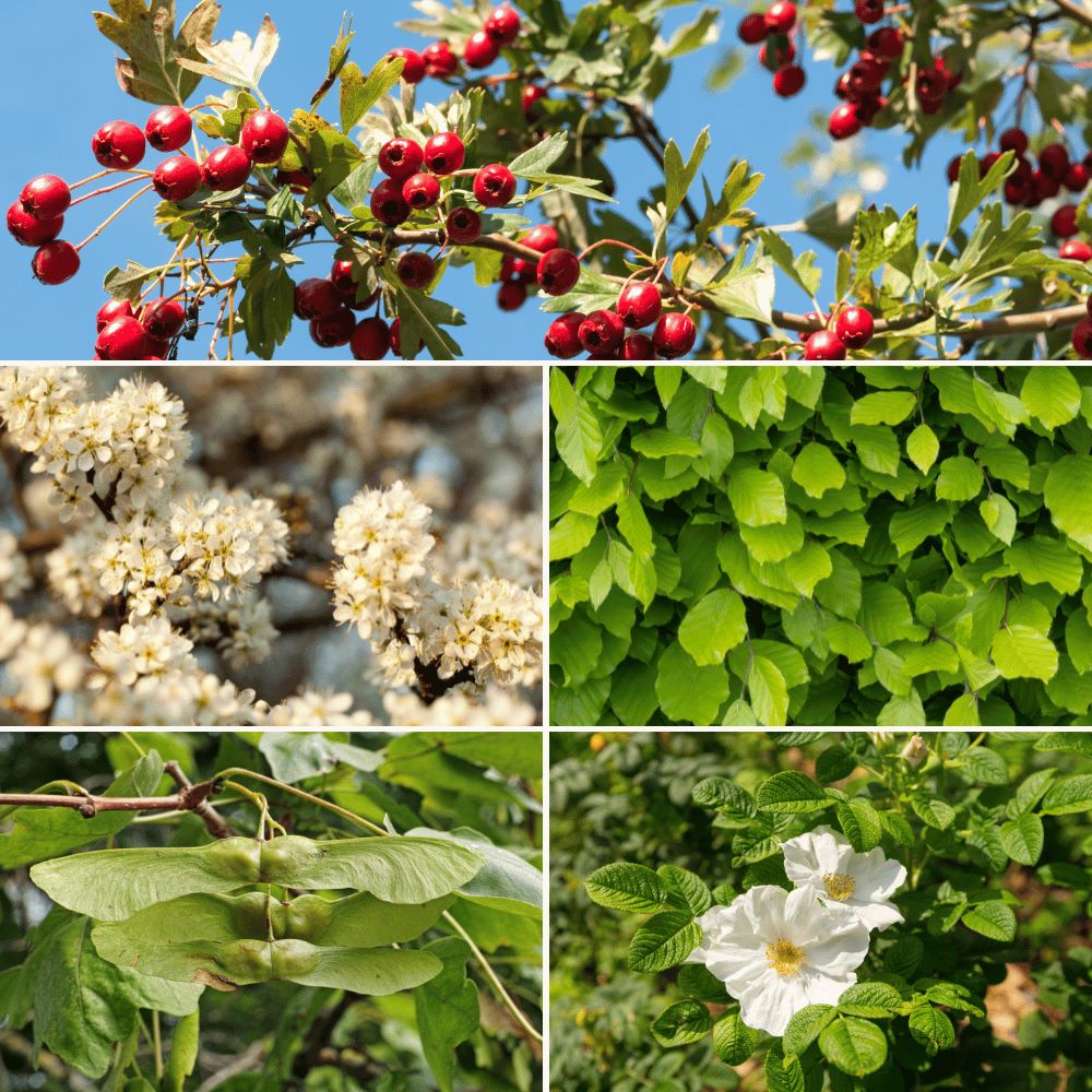Native Hedge Mix 10 Metres – Pot Grown