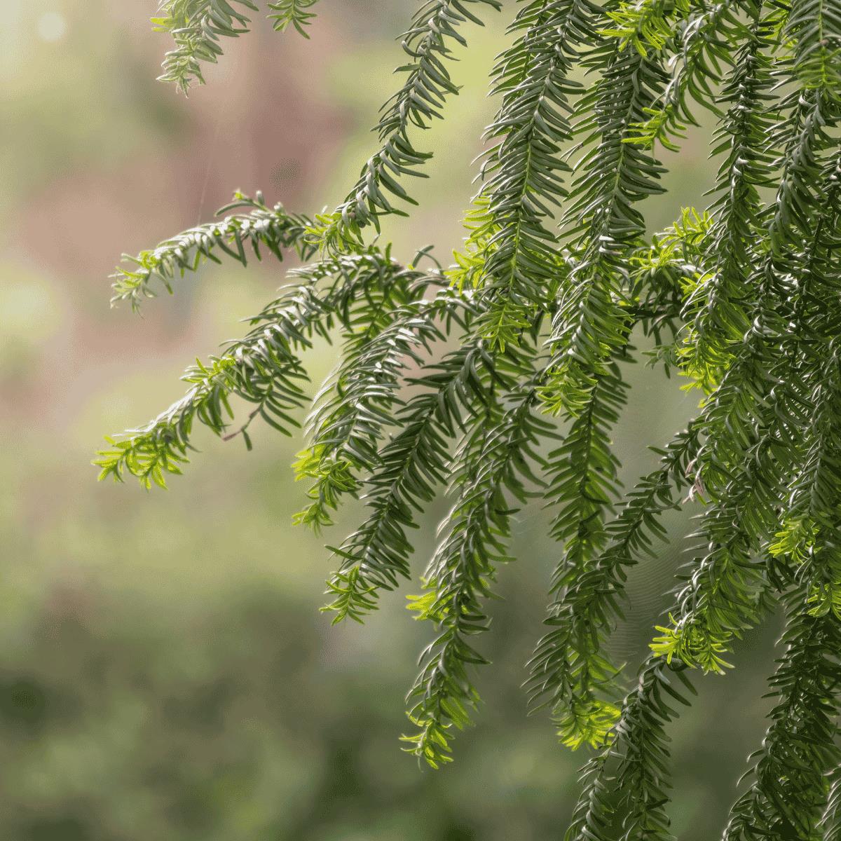 120/150cm Pot Grown Taxus Baccata English Native Yew Hedge