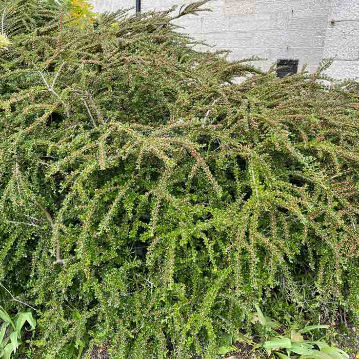 3 Litre Pot Grown Cotoneaster Horizontalis Hedging