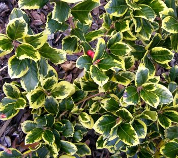 Holly Ilex Golden King - Pot Grown