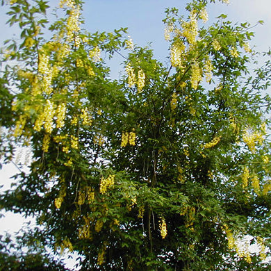Laburnum Vossi Golden Rain Bareroot Tree 5-6ft