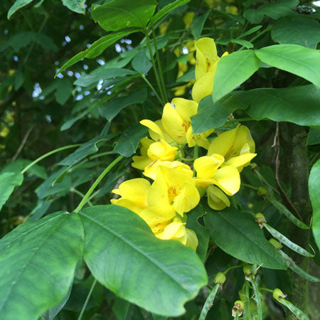 Laburnum Vossi Golden Rain Bareroot Tree 5-6ft