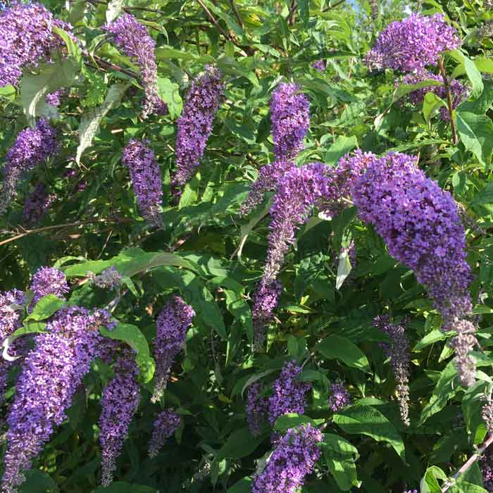 Buddleja Nanho Blue Butterfly Bush