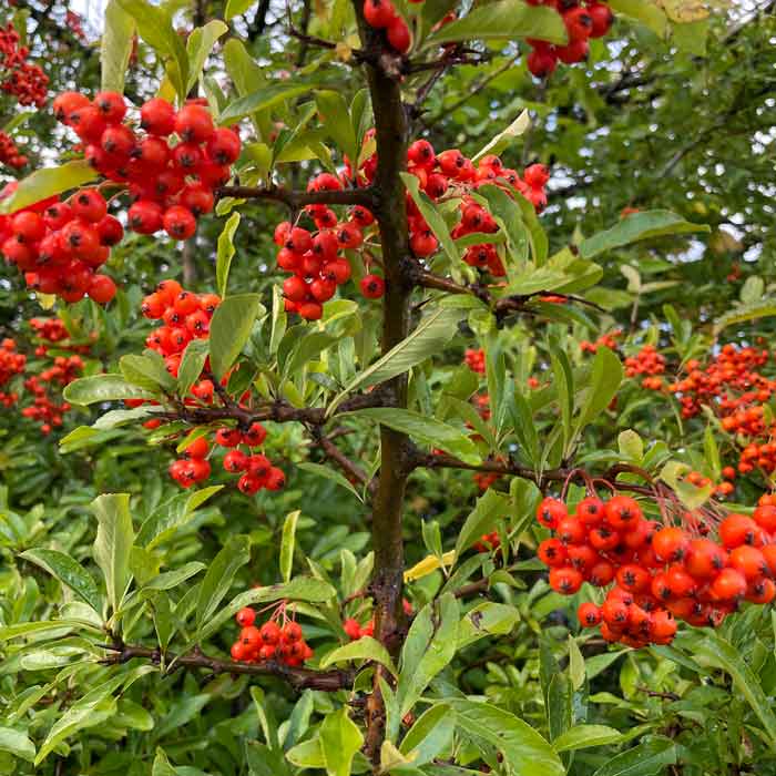 40/60cm Pot Grown Pyracantha Coccinea Hedge Orange Charmer