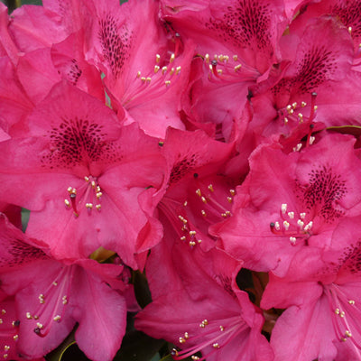 Rhododendron Nova Zembla Hardy Hybrid