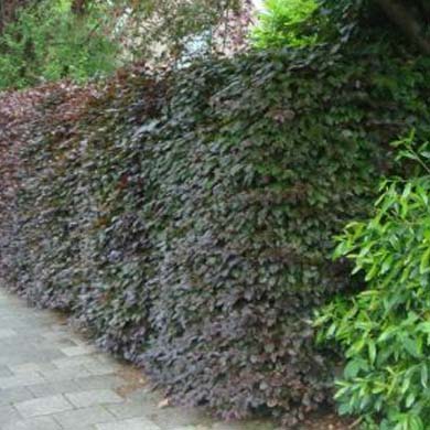 20/30cm Fagus Sylvatica Atropunicea Purple / Copper Beech - Pot Grown