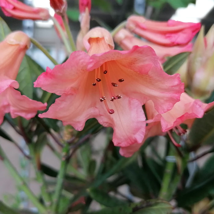 Rhododendron Tortoiseshell Orange Pot Grown