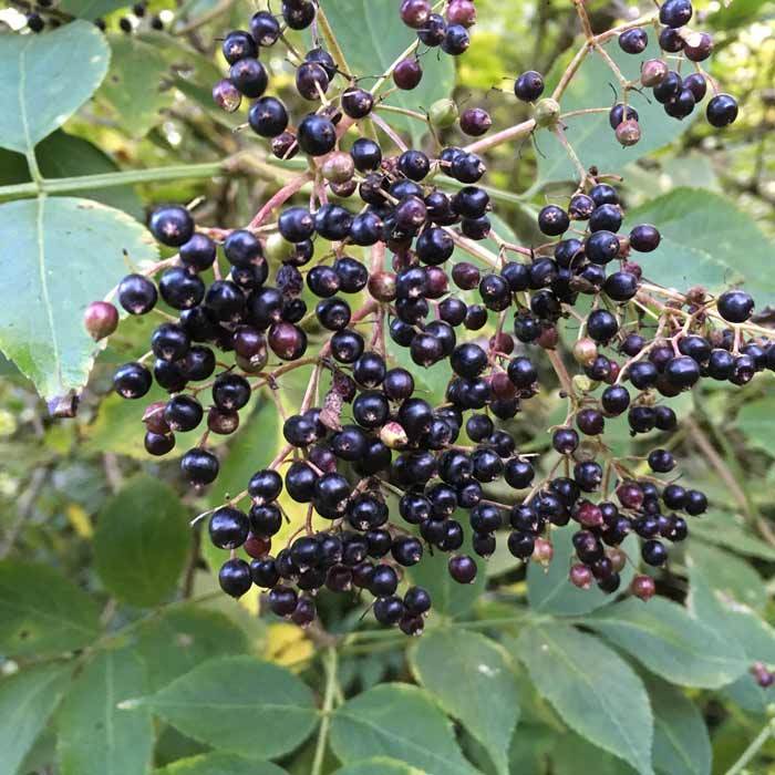 Elder 60/80cm Bare Root (Sambucus nigra)