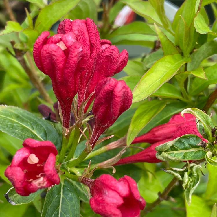 Weigela All Summer Red