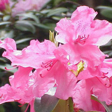 Rhododendron Dwarf Williamsianum Evergreen