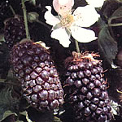 Planting and Care Boysenberry Plants