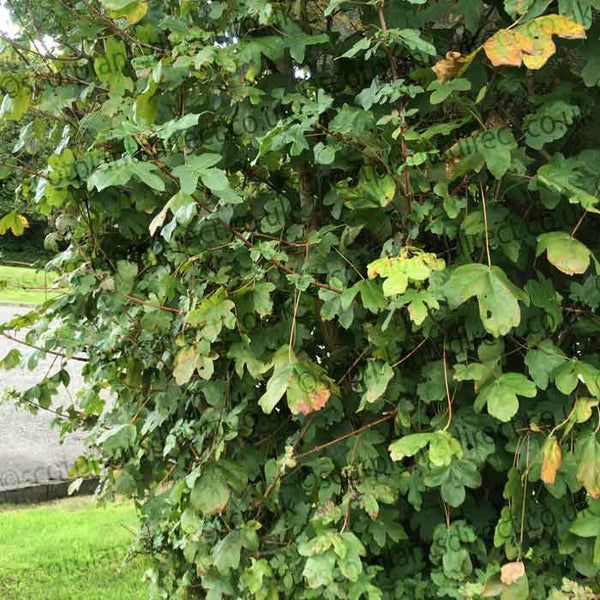Acer Campestre or Field Maple Native Hedging