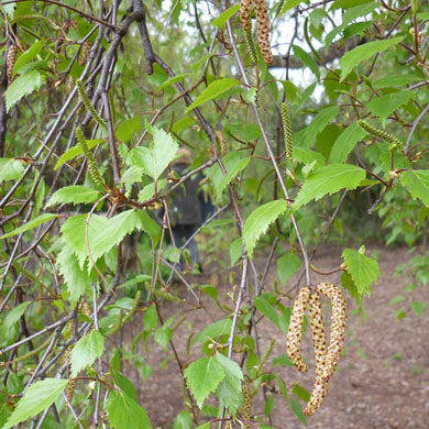 Silver Birch (Betula pendula) Trees Plants