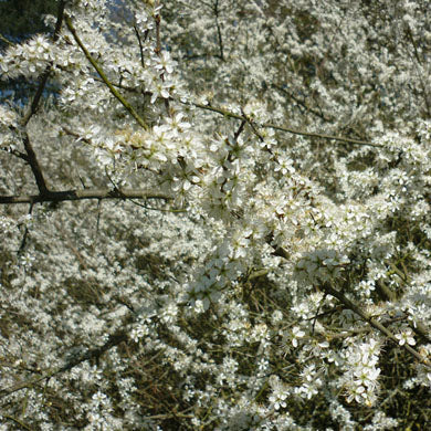 Blackthorn (prunus spinosa) Hedging Plants Bare Root