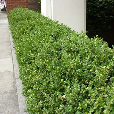 Box (Buxus sempervirens) Common Box Hedging