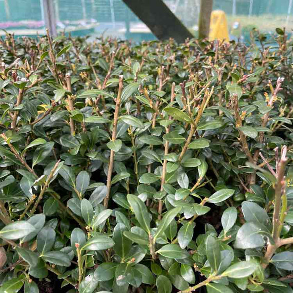Ilex Crenata Hedge Plants Evergreen Japanese Holly