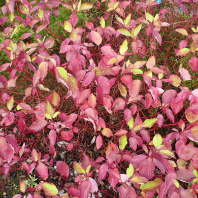 Dogwood (Cornus) Hedge Pot Grown