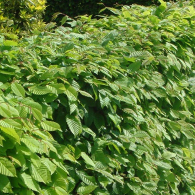 Hornbeam Hedging Carpinus Betulus