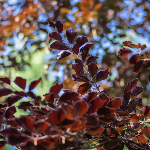 Copper Beech Hedging - Rootball