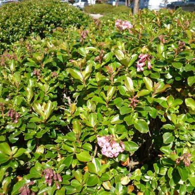Escallonia Hedge Plants