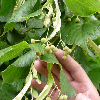 Lime Tree (Tilia cordata) Bare Root