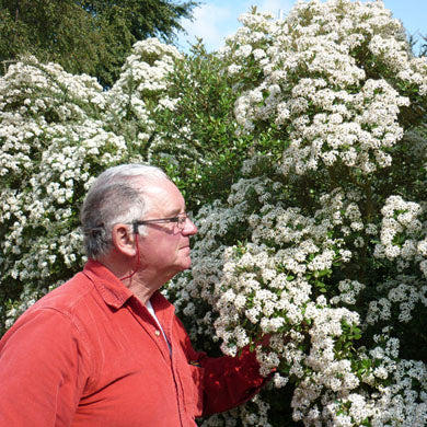 Olearia Hedging - Pot Grown