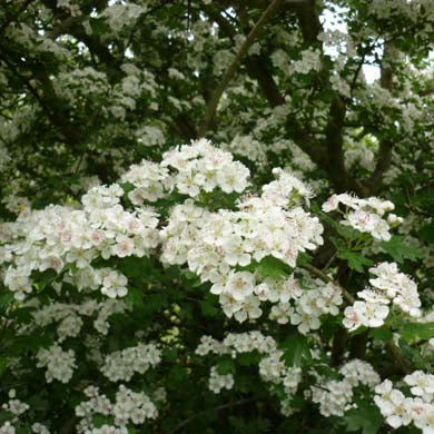Hawthorn Hedging Plants (Crataegus monogyna) Bare Root