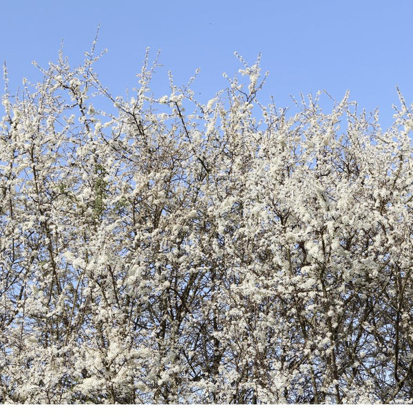 Hawthorn Hedging - Rootball