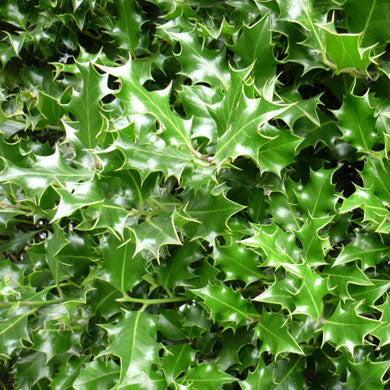 Holly Hedging - Pot Grown