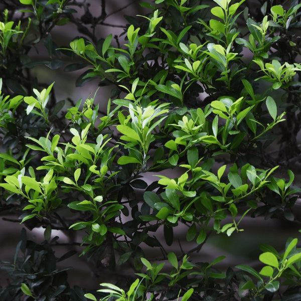 Japanese Holly Hedging - Rootball