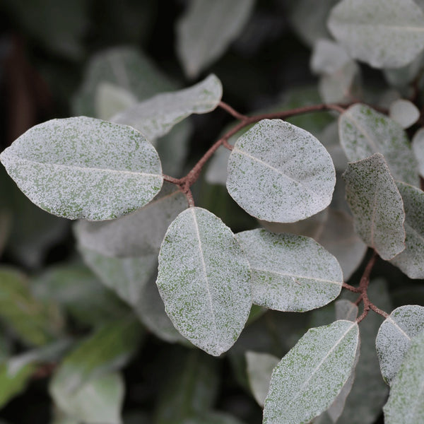 Oleaster Hedging - Rootball