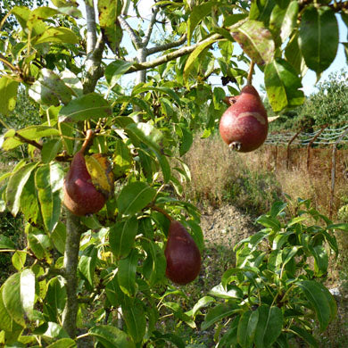Wild Pear (Pyrus communis) Hedging Bare Root