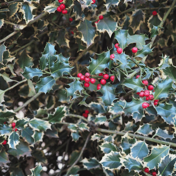 Holly Hedge - Rootball