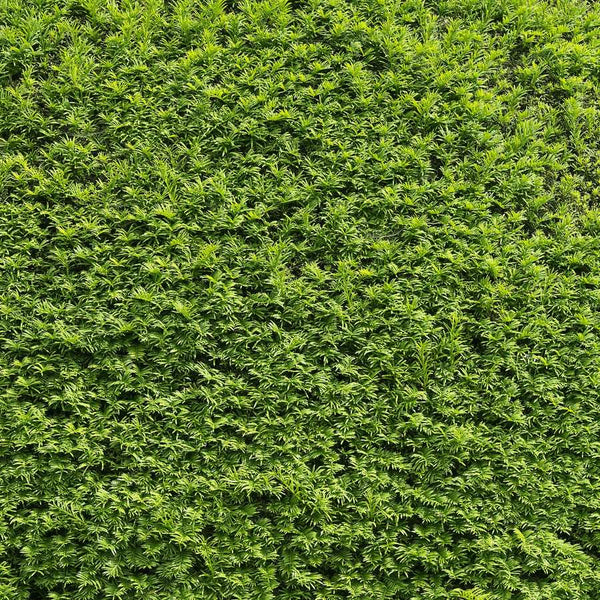 Yew Hedge (Taxus) - Rootball
