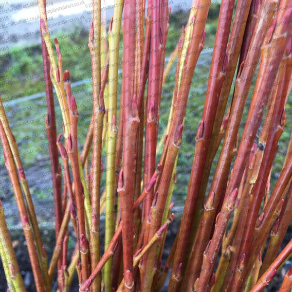 Willow Hedging (Salix)