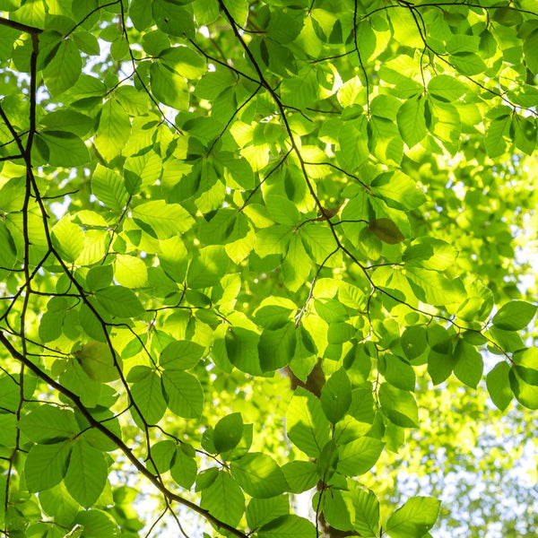 Green Beech Hedging - Rootball