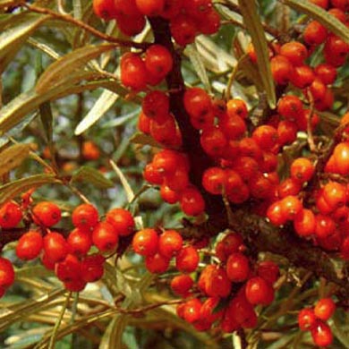 Sea Buckthorn (Hippophae) Hedging Bare Root