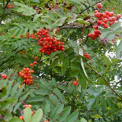 Rowan Hedging (Sorbus) Bare Root